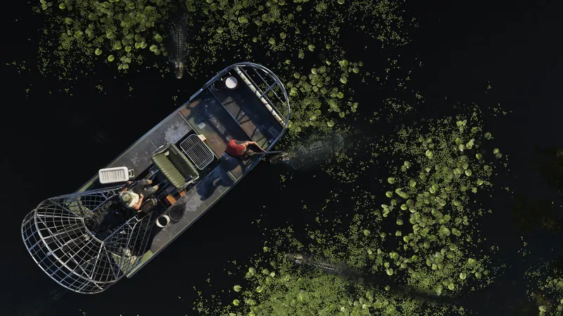 A topdown view of two people in an airboat surrounded by alligators in the Grassrivers. One holds a gun aiming at the alligator closest to him.