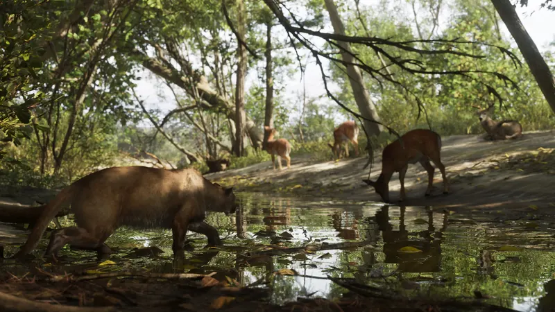 A cougar stalks a herd of deer drinking from a stream in Mount Kalaga National Park.