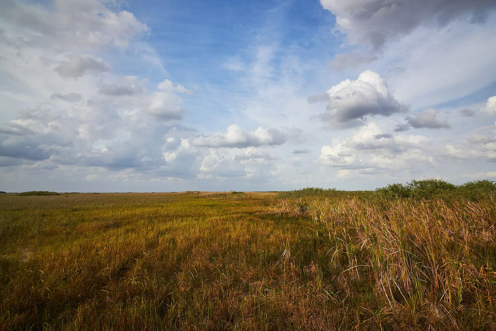Everglades National Park, real-world photo: Sawgrass prairie, the "river of grass," in Everglades National Park